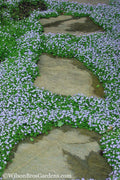  Blue Star Creeper (Laurentia Fluviatilis) - 5 Pack Of Pint Pots