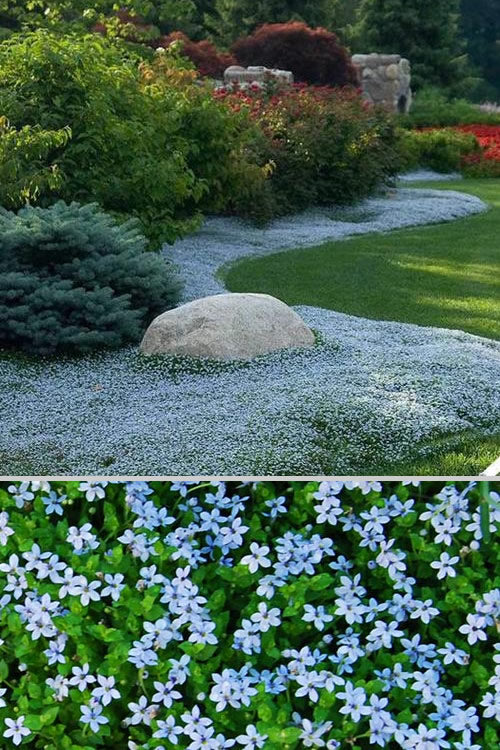  Blue Star Creeper (Laurentia Fluviatilis) - 5 Pack Of Pint Pots