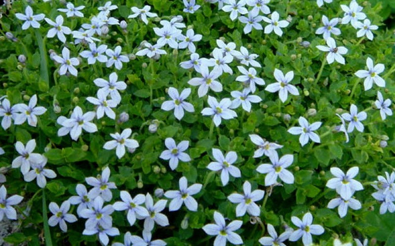  Blue Star Creeper (Laurentia Fluviatilis) - 3 Pack Of Quart Pots