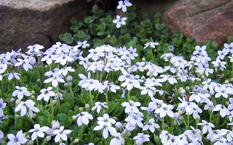  Blue Star Creeper (Laurentia Fluviatilis) - 5 Pack Of Pint Pots