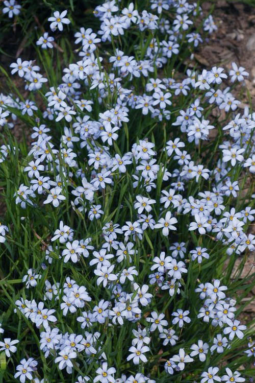  Suwannee Blue-Eyed Grass - 1 Gallon Pot