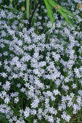  Suwannee Blue-Eyed Grass - 6 Pack Of 1 Gallon Pots