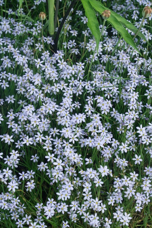  Suwannee Blue-Eyed Grass - 6 Pack Of 1 Gallon Pots