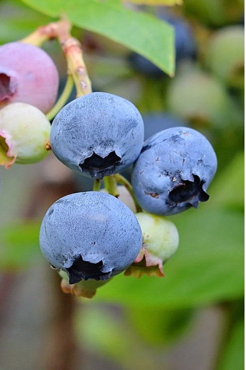  Alapaha Rabbiteye Blueberry - 1 Gallon Pot