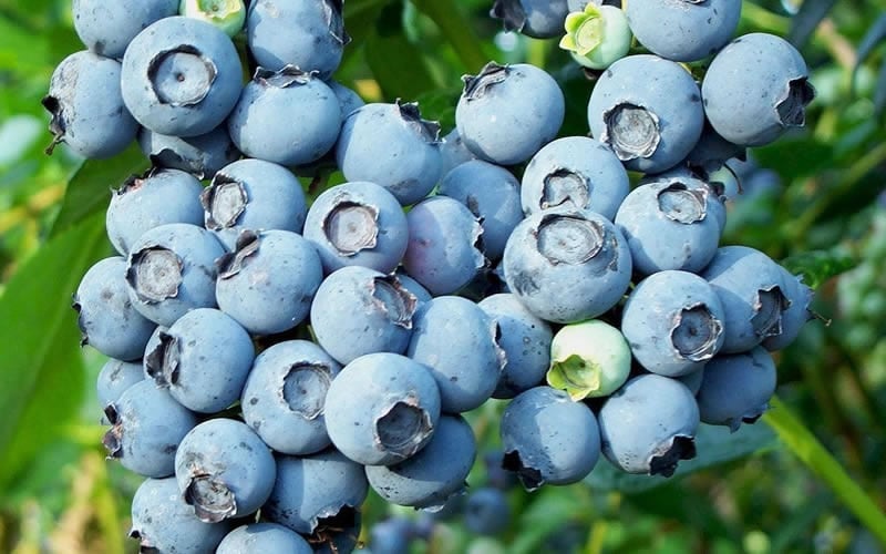  Alice Blue Rabbiteye Blueberry - 1 Gallon Pot