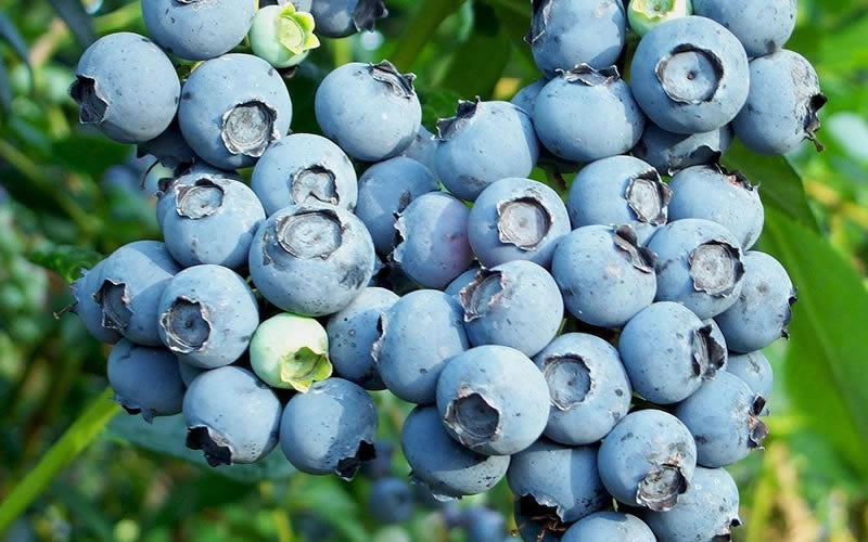  Austin Rabbiteye Blueberry - 6 Pack Of 1 Gallon Pots