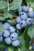  Becky Blue Rabbiteye Blueberry - 2.5 Quart Pot