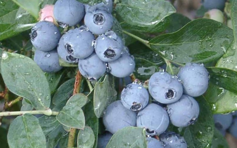  Becky Blue Rabbiteye Blueberry - 2.5 Quart Pot