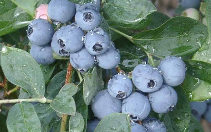  Becky Blue Rabbiteye Blueberry - 2.5 Quart Pot