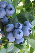  Bless Your Heart Rabbiteye Blueberry - 1 Gallon Pot