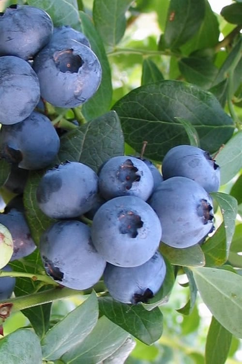  Bless Your Heart Rabbiteye Blueberry - 1 Gallon Pot