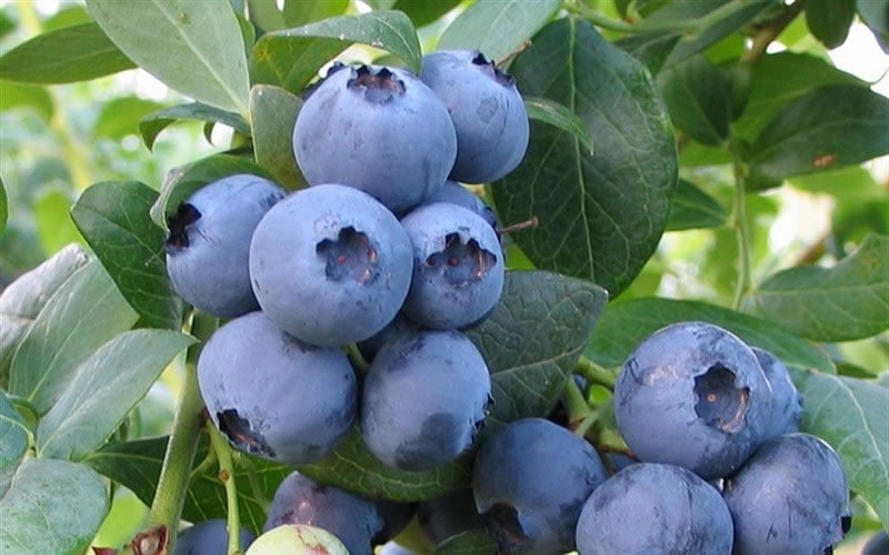  Bless Your Heart Rabbiteye Blueberry - 1 Gallon Pot