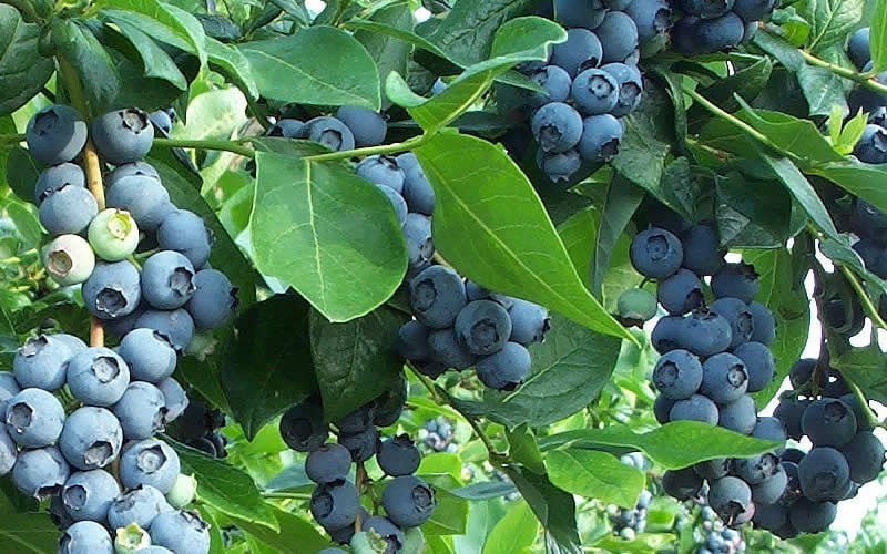  Premier Rabbiteye Blueberry - 6 Pack Of 1 Gallon Pots
