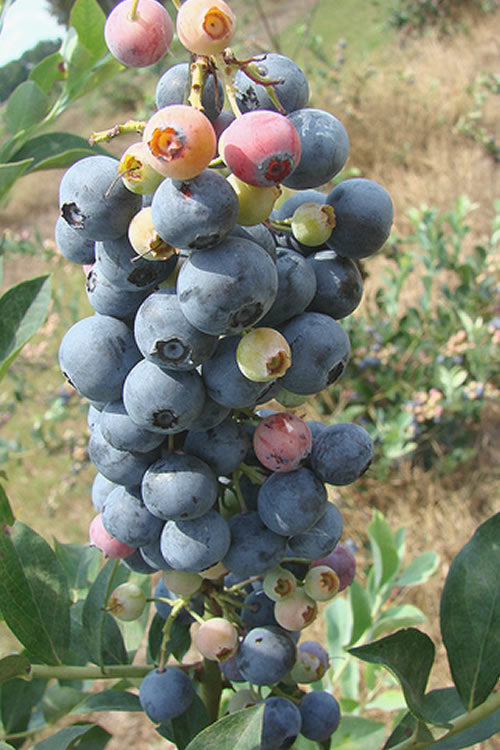  Climax Rabbiteye Blueberry - 6 Pack Of 1 Gallon Pots