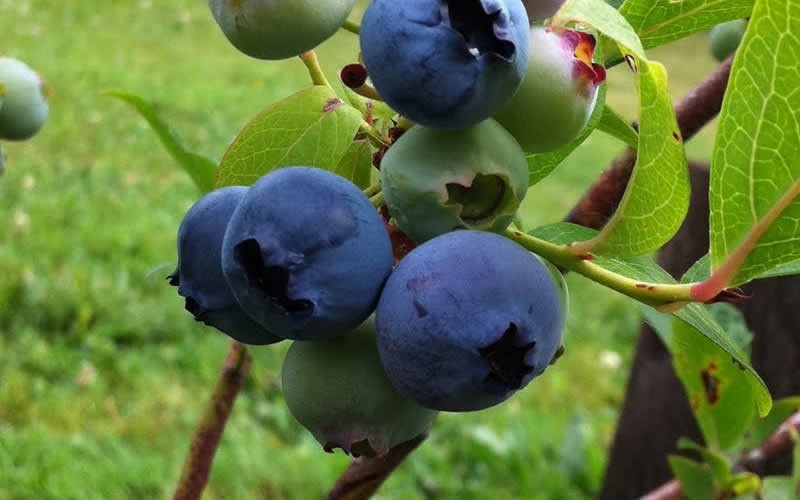  Climax Rabbiteye Blueberry - 6 Pack Of 1 Gallon Pots
