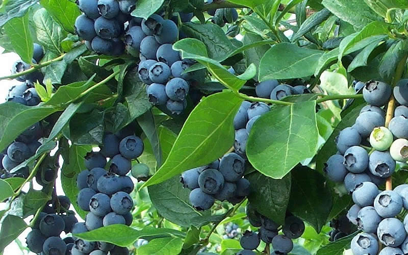  Cooper Southern Highbush Blueberry - 1 Gallon Pot