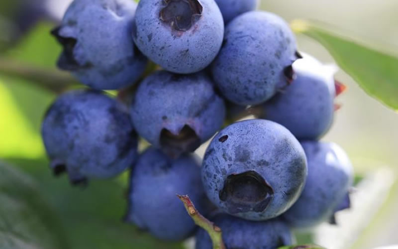  Delite Rabbiteye Blueberry - 1 Gallon Pot