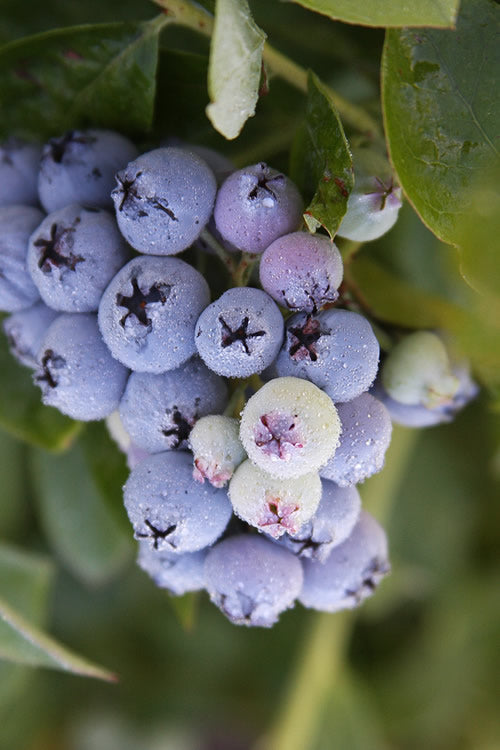  Jubilee Southern Highbush Blueberry - 1 Gallon Pot