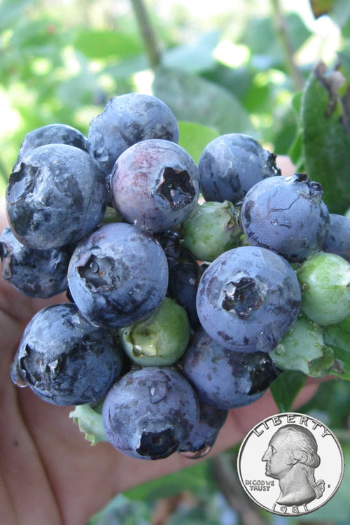  Krewer Rabbiteye Blueberry - 3 Gallon Pot