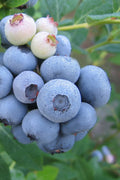  Legacy Highbush Blueberry - 3 Gallon Pot