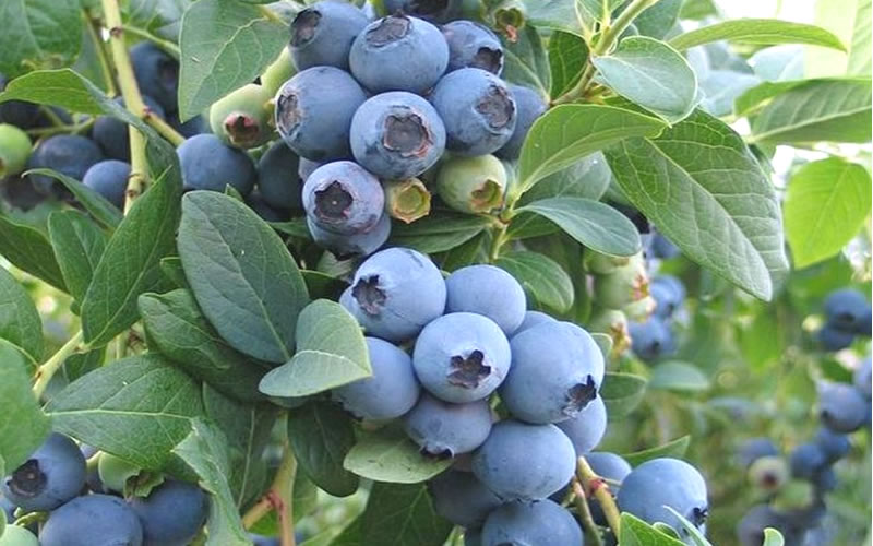  Ochlockonee Rabbiteye Blueberry - 1 Gallon Pot