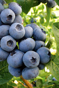  Onslow Self Fertile Rabbiteye Blueberry - 1 Gallon Pot