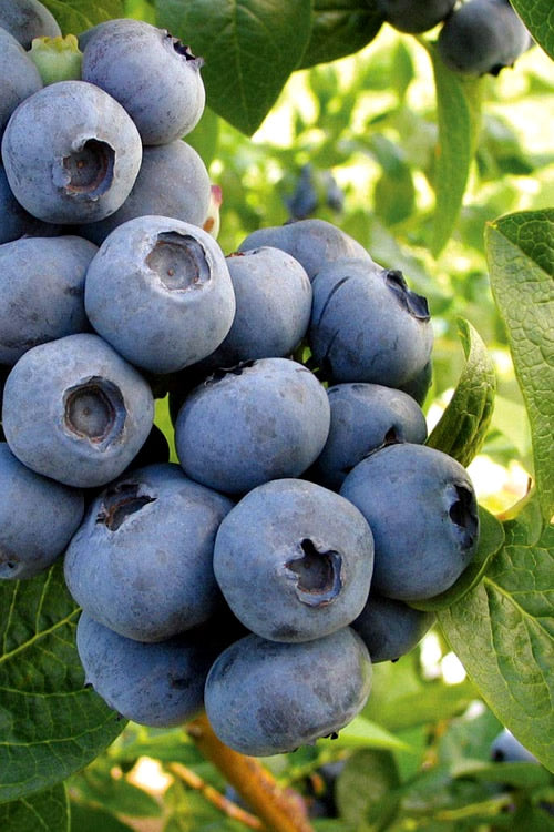  Onslow Self Fertile Rabbiteye Blueberry - 1 Gallon Pot