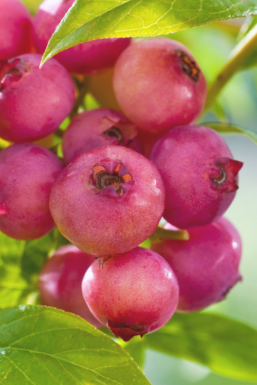 Pink Lemonade Blueberry - 1 Gallon Pot