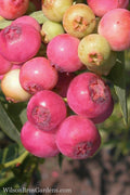  Pink Lemonade Blueberry - 1 Gallon Pot