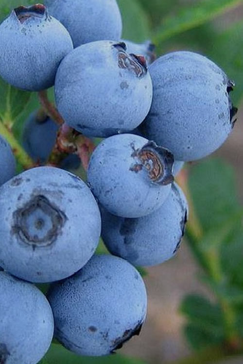 Alice Blue Rabbiteye Blueberry - 1 Gallon Pot