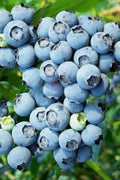  Austin Rabbiteye Blueberry - 1 Gallon Pot