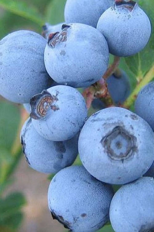  Premier Rabbiteye Blueberry - 3 Gallon Pot