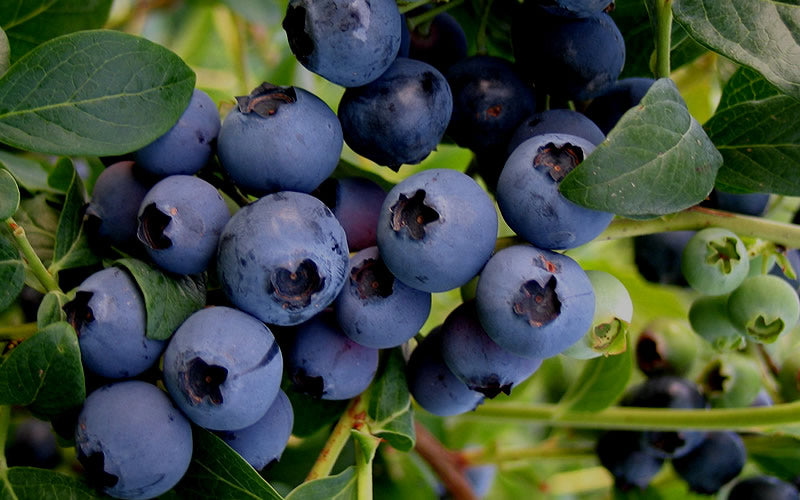  Baldwin Rabbiteye Blueberry - 1 Gallon Pot