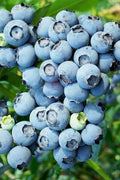  Brightwell Rabbiteye Blueberry - 3 Gallon Pot