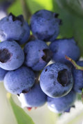  Delite Rabbiteye Blueberry - 1 Gallon Pot