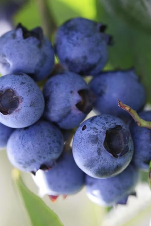 Delite Rabbiteye Blueberry - 1 Gallon Pot