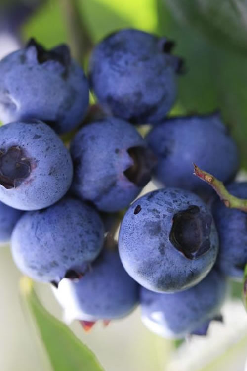  Delite Rabbiteye Blueberry - 1 Gallon Pot