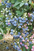  Ochlockonee Rabbiteye Blueberry - 1 Gallon Pot