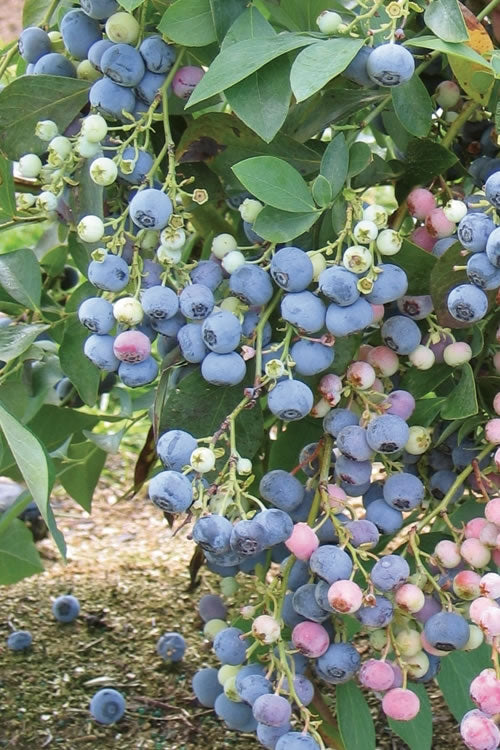  Ochlockonee Rabbiteye Blueberry - 1 Gallon Pot