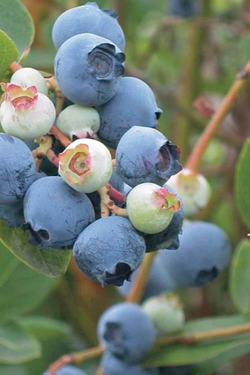  Powderblue Rabbiteye Blueberry - 3 Gallon Pot