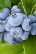 Vernon Rabbiteye Blueberry - 3 Gallon Pot
