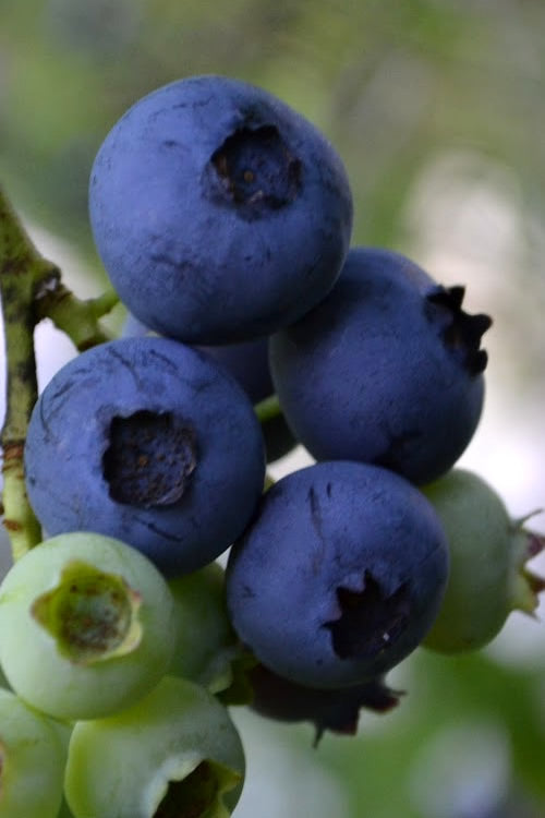  Baldwin Rabbiteye Blueberry - 1 Gallon Pot