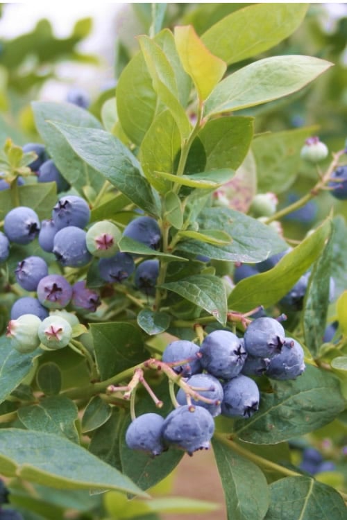  Jubilee Southern Highbush Blueberry - 1 Gallon Pot