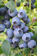  Biloxi Southern Highbush Blueberry - 1 Gallon Pot