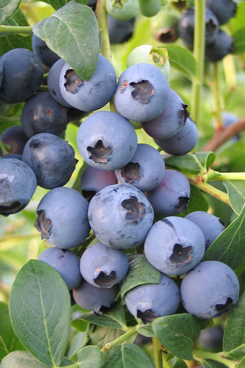  Biloxi Southern Highbush Blueberry - 1 Gallon Pot