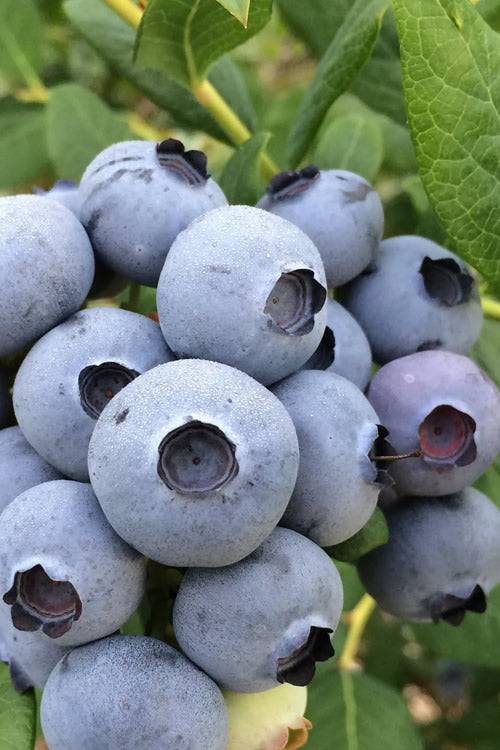  Cooper Southern Highbush Blueberry - 1 Gallon Pot