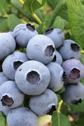  Cooper Southern Highbush Blueberry - 1 Gallon Pot