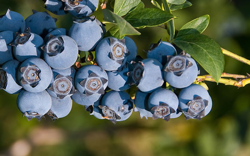  Star Southern Highbush Blueberry - 1 Gallon Pot