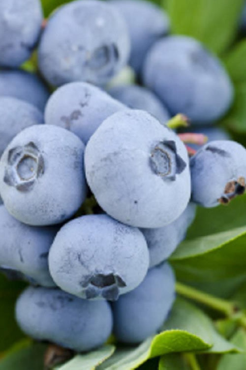  Takes The Cake Rabbiteye Blueberry Bush - 1 Gallon Pot