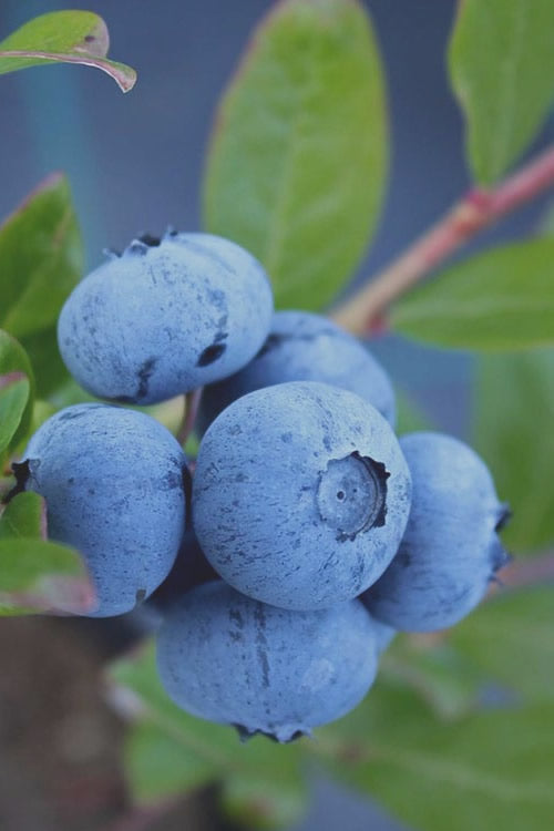  Tifblue Rabbiteye Blueberry - 6 Pack Of 1 Gallon Pots
